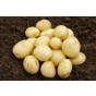 Gemson Seed Potatoes