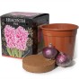 Hyacinth 3 Gift Box Bundle – Blue, White & Pink 6 Bulbs with 3 Pots & Compost | Ready to Plant in UK Autumn for Indoor Flowers, Gardening Gifts & Seasonal Gifting by Jamieson Brothers