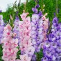 Gladiolus Pastel Mix (Gladiolus Hortulanus) 10x Spring Planting Flower Bulbs| Flower Bulbs for Planting Now UK | Plant Garden Outdoor | Jamieson Brothers