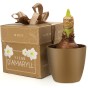 Deluxe Amaryllis White (1 bulb) - Gift Box by Jamieson Brothers 