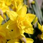 Golden Ducat Daffodil Bulbs 5Kg (Approx. 100 Bulbs) Yellow Double Headed by Jamieson Brothers