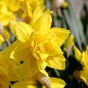 Garden With Jonny Daffodil Golden Ducat Bulbs