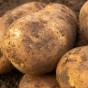 Golden Wonder Seed Potatoes