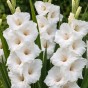 Gladiolus White Prosperity (5 Bulbs)
