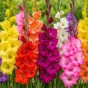 Gladiolus largeflowering mix (5 Bulbs)