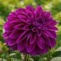 Dahlia Thomas Edison (1 Bulb)
