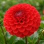 Dahlia Pompon Sunny Boy Red (1 Bulb)