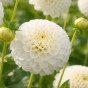 Dahlia Pompon Snowflake (1 Bulb)
