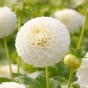 Dahlia Pompon Snowflake (1 Bulb)