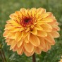 Dahlia Decorative Gelia (1 Bulb)