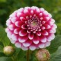 Dahlia Decorative Edinburgh (1 Bulb)