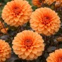 Dahlia David Howard (1 Bulb)