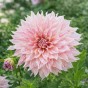 Dahlia Café au Lait Twist (1 Bulb)