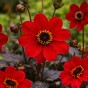 Dahlia Bishop of Auckland (1 Bulb)