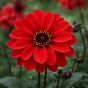 Dahlia Bishop of Llandaff (1 Bulb)