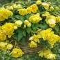 Begonia pendula yellow (2 Bulbs)