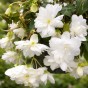 Begonia pendula white (2 Bulbs)