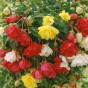 Begonia Pendula Mix (3 Bulbs)