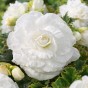 Begonia Double White (3 Bulbs)