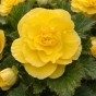 Begonia double yellow (3 Bulbs)