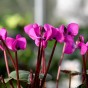 Garden with Jonny Cyclamen Coum 10 bulbs