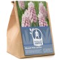 Garden with Jonny Muscari Pink Sunrise 10 Bulbs