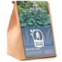Hosta Blue Cadet (1 Bulb)