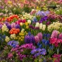 Happy Spring Garden 200 Flower Bulbs Ready for Planting Now in UK Autumn Outdoor Gardens