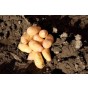 Harlequin Seed Potatoes - 20KG