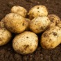 Harmony Seed Potatoes - 20KG
