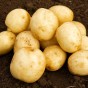 Harmony Seed Potatoes