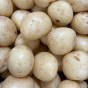 Harry Seed Potatoes