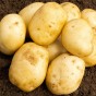 Home Guard Seed Potatoes - 2KG