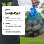 Melody (2kg - Approx. 20-25 Tubers) Christmas Harvest Seed Potatoes Summer Planting Second Cropping Plant Now UK, Grows Approx. 200 Potatoes, by Jamieson Brothers