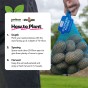 Jazzy (2kg - Approx. 20-25 Tubers) Christmas Harvest Seed Potatoes Summer Planting Second Cropping Plant Now UK, Grows Approx. 200 Salad Potatoes, by Jamieson Brothers