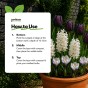 Black/White Spring Flowering Lasagne Bulb Planting Kit - Layered Perennial Flower Bulbs for Garden Pots & Containers, Mixed Tulips, Crocus & Hyacinths – by Jamieson Brothers
