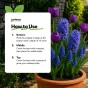 Blue Spring Flowering Lasagne Bulb Planting Kit - Layered Perennial Flower Bulbs for Garden Pots & Containers, Mixed Tulips, Muscari & Hyacinths – by Jamieson Brothers