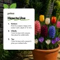 Multi-Colour Spring Flowering Lasagne Bulb Planting Kit - Layered Perennial Flower Bulbs for Garden Pots & Containers, Mixed Tulips, Crocus & Alliums – by Jamieson Brothers