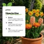 Orange Spring Flowering Lasagne Bulb Planting Kit - Layered Perennial Flower Bulbs for Garden Pots & Containers, Mixed Tulips, Daffodils & Hyacinths – by Jamieson Brothers