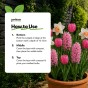 Pink Spring Flowering Lasagne Bulb Planting Kit - Layered Perennial Flower Bulbs for Garden Pots & Containers, Mixed Tulips, Daffodils & Hyacinths – by Jamieson Brothers