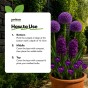 Purple Spring Flowering Lasagne Bulb Planting Kit - Layered Perennial Flower Bulbs for Garden Pots & Containers, Mixed Crocus, Hyacinths & Alliums – by Jamieson Brothers