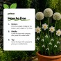 White Spring Flowering Lasagne Bulb Planting Kit - Layered Perennial Flower Bulbs for Garden Pots & Containers, Mixed Snowdrops, Daffodils & Alliums – by Jamieson Brothers