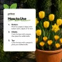 Yellow Spring Flowering Lasagne Bulb Planting Kit - Layered Perennial Flower Bulbs for Garden Pots & Containers, Mixed Tulips, Daffodils & Crocus – by Jamieson Brothers