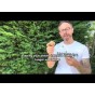 Summer Planting Christmas Harvest Seed Potatoes