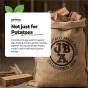 84x50cm Hessian Sack Large Strong Sturdy for Potato Storage, 25kg Jute Burlap Natural Durable by Jamieson Brothers