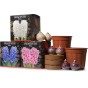 Hyacinth 3 Gift Box Bundle – Blue, White & Pink 6 Bulbs with 3 Pots & Compost | Ready to Plant in UK Autumn for Indoor Flowers, Gardening Gifts & Seasonal Gifting by Jamieson Brothers