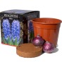 Hyacinth Blue (2 bulbs) - Gift Box