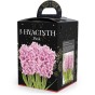 Hyacinth Pink (3 bulbs) - Gift Box