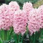 Hyacinth Pink (3 bulbs) - Gift Box