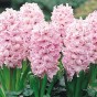 Hyacinth Pink (2 bulbs) - Gift Box